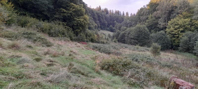 riepenbach21herbstinsstilletal.jpg