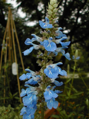 Salvia_uligiosa.jpg