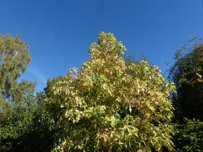 2021_1007AnfangOktoberII0181.JPG