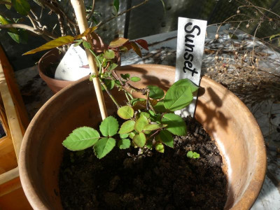 2021_1007AnfangOktoberII0174.JPG