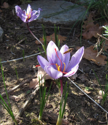 IMG_4872_Crocus_sativus_7Okt2021_.jpg