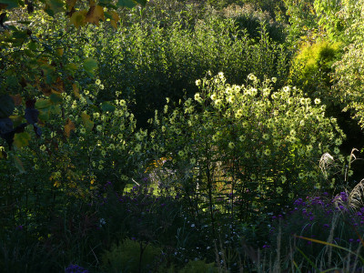 2021-10-07 Helianthus 1.jpg