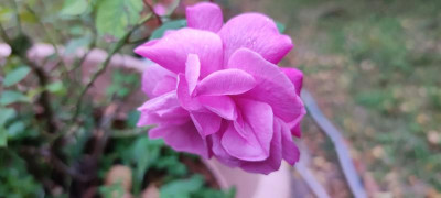 IMG_20211006_181931.jpg