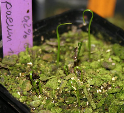 IMG_3372_eLilium_rhodopaeum_SaemlingeS122006K022008.JPG