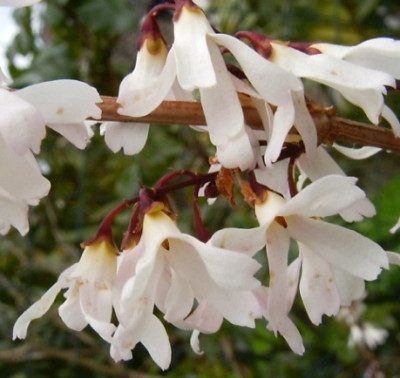 18.4.06_Abeliophyllum_d.95.JPG