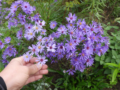 2021-10-08 Aster 'Treffpunkt' 1.jpg