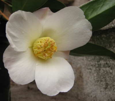 14.02.08_7850_Camellia_Apple_Blossom_95.JPG