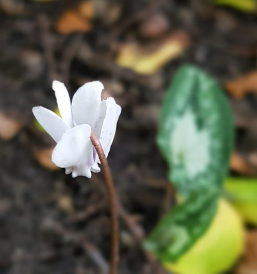 Cyclamen hederifolium Oval-Plus (1).jpg