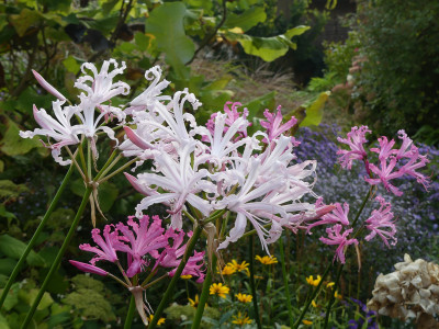 2021-10-08 Nerine bowdenii.jpg