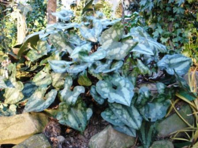 Asarum_splendens.JPG