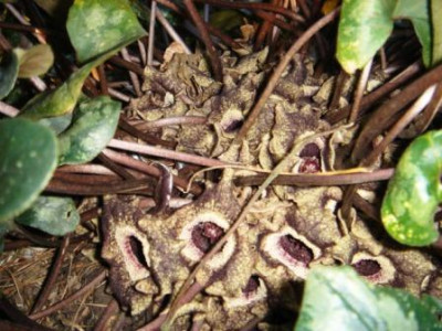 Asarum_splendens_Blute.JPG