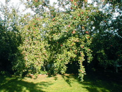 Apfelbaum.jpg