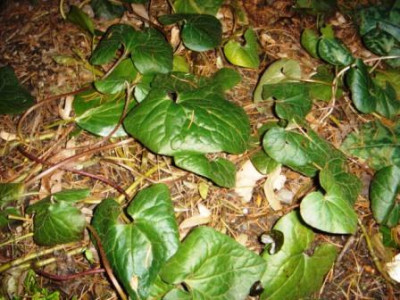 Asarum_lemmonii.JPG