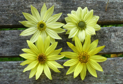 2021-10-08 Helianthus 1.jpg