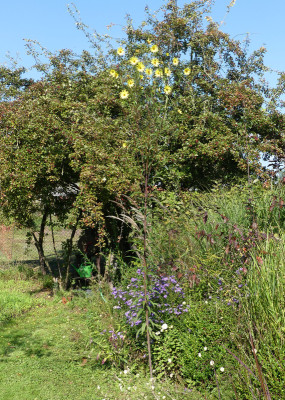 2021-10-08 Helianthus 3.jpg