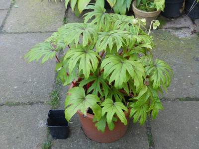 2021-10-08 Begonia pedatifida 'Nervures Rouges'.jpg
