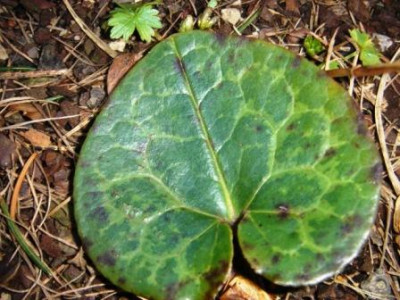 Asarum_shuttleworthii_1.JPG