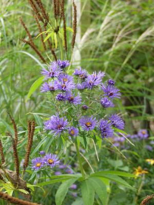 2021-10-08 Aster 'Guido en Gezelle' 1.jpg
