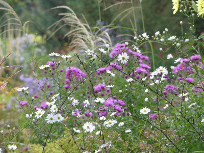 2021-10-08 Aster 'Herbstmorgen' 1.jpg
