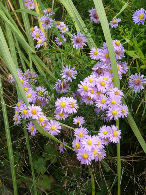 2021-10-08 Aster 'Strawberry and Cream' 1.jpg