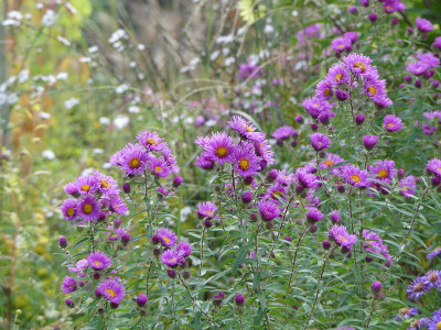2021-10-08 Aster 'Wineflower' 1.jpg