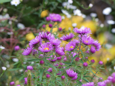 2021-10-08 Aster 'Wineflower' 2.jpg