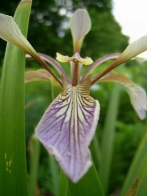 Iris_foetidissima_PIC_0538.JPG