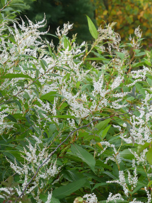 2021-10-08 Persicaria wallichii 1.jpg