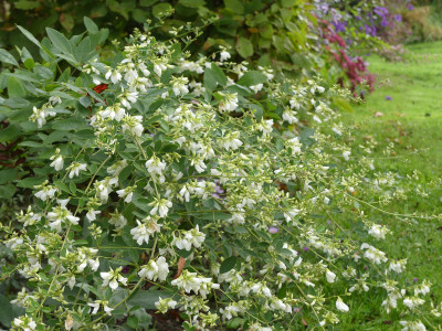 2021-10-08 Lespedeza thunbergii.jpg