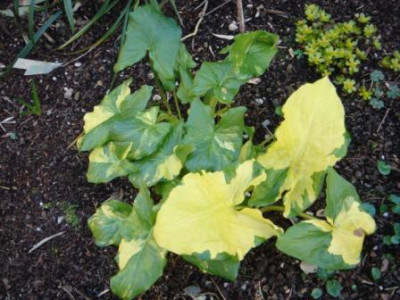Arum_maculatum_Bacovci.JPG