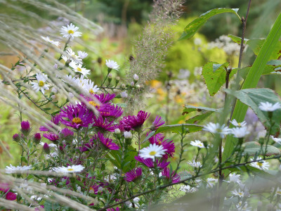 2021-10-08 Gartenimpressionen 5.jpg