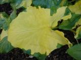 Arum_maculatum_Bacovci_1.JPG