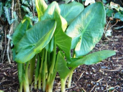 Arum_nigrum.JPG