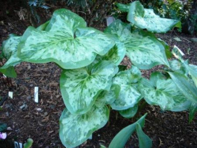 Arum_italicum_Cyclops.JPG