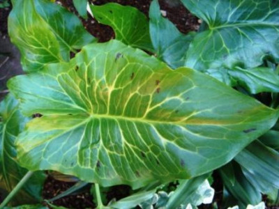 Arum_cyrenaicum_1.JPG
