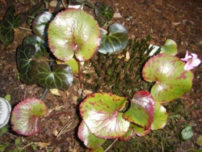 Galax_urceolata.JPG
