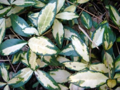 Vinca_minor_Illumination.JPG