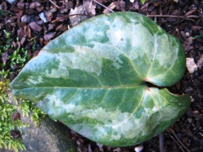 Asarum_maximum_1.JPG