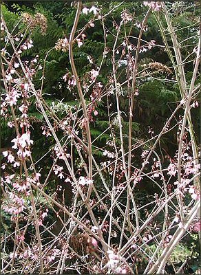 Abeliophyllum.jpg