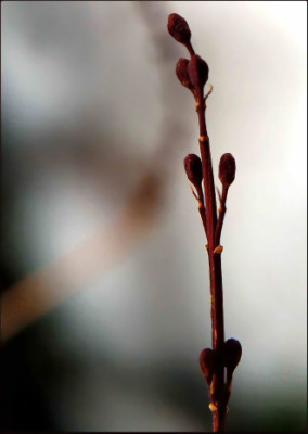 Abeliophyllum_Zweig.jpg