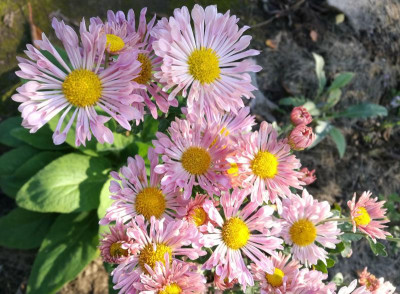 Chrysanthemum_AS_01_20211010_154817_B.jpg