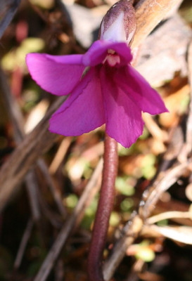 Cyclamen_Groenveranderung.jpg