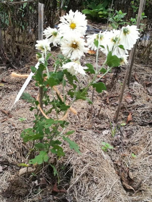 Chrysanthemum_AS_04_20210917_185911_B.jpg