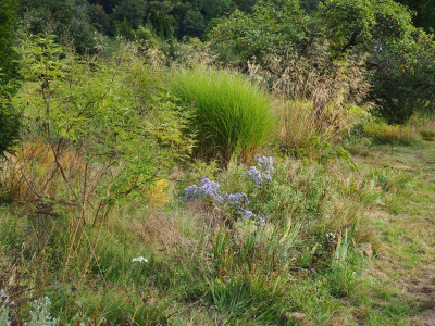 Vitex Miscanthus Aster 'Little Carlow' P9280641.JPG
