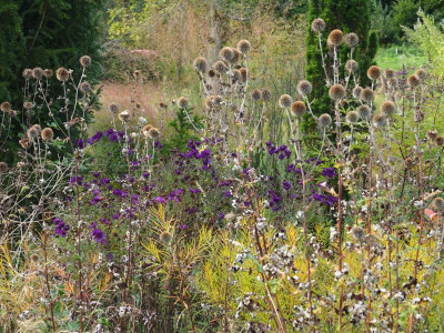 Echinops Amsonia Aster  novae-angliae Büchter Nacht P9280654.JPG