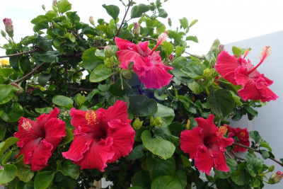 Berggarten.21-3-Hibiscus-Cinderella.jpg