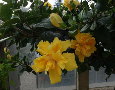 Berggarten.21-4-Hibiscus-Vollmond.jpg