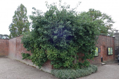 Berggarten.21-5-Gingko-1848.jpg