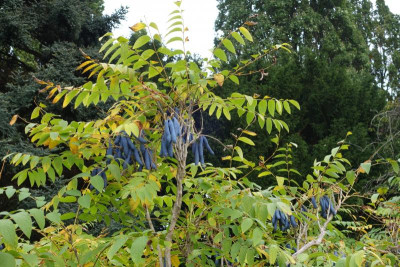 Berggarten.21-21-Blauschote-Decaisnea_fargesii.jpg