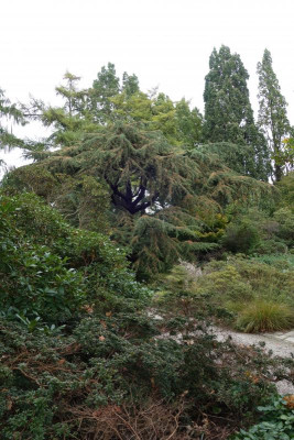 Berggarten.21-22-Libanonceder.jpg